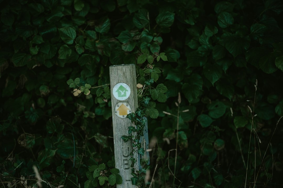 a wooden post with a sign on it surrounded by green leaves